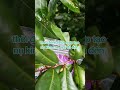 NPK 17-17-17+TE #vtnn #maivangbonsai #maivangmientay #bonsaivietnam #caycanh #hoagiấy #hoamaivang