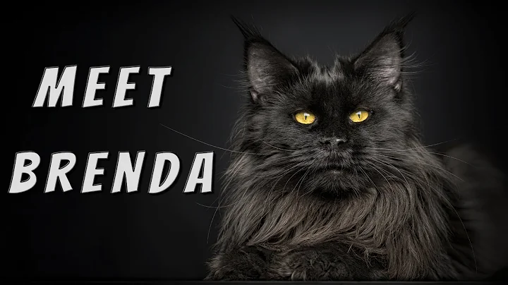 Watch the video about Meet Brenda | Polydactyl Maine Coon girl.