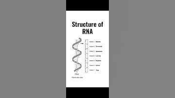 Structure of RNA With Labeling