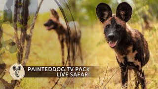 LIVE Safari Sponsored by the Painteddog.tv Pack | 21 May 2024