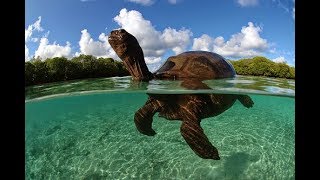 Aldabra: Путешествие к таинственному острову (природа, семейный)