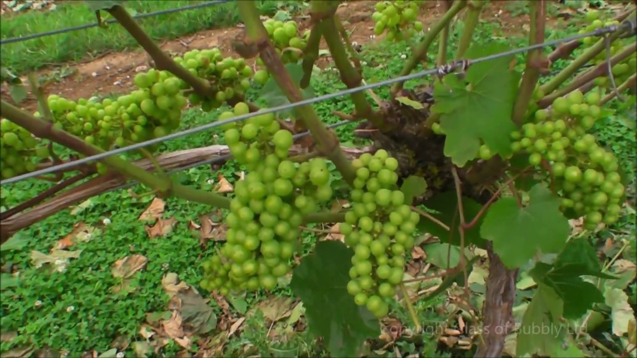 A Visit to Chafor Wine Estate English Sparkling Wine