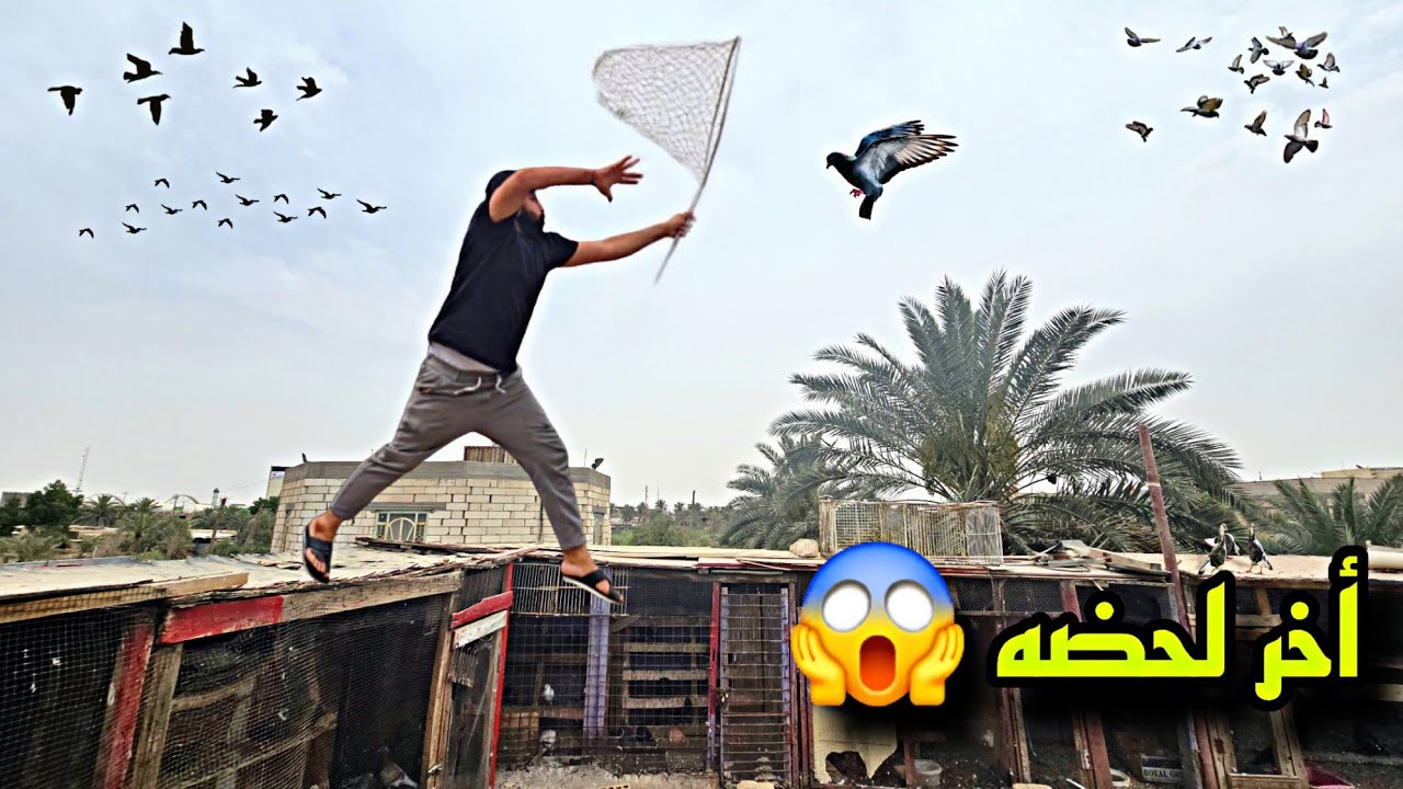 صيد طير غريب🕊ولاكن خسارة كبيرة😭