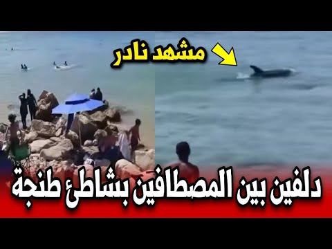 د لفين يثير ضجة على شاطئ الزهارة مشهد نادر نواحي طنجة أخبار المغرب اليوم الإثنين 11 غشت 2025 