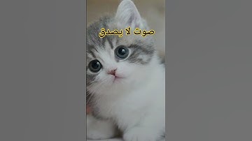 #تلاوة_خاشعة #اسلام_صبحي #اكسبلور #صلوا_علي_سيدنا_محمدﷺ #subscribe