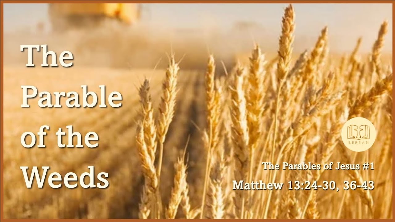 The Parable of the Weeds (Matthew 13:24-30, 36-43) - YouTube