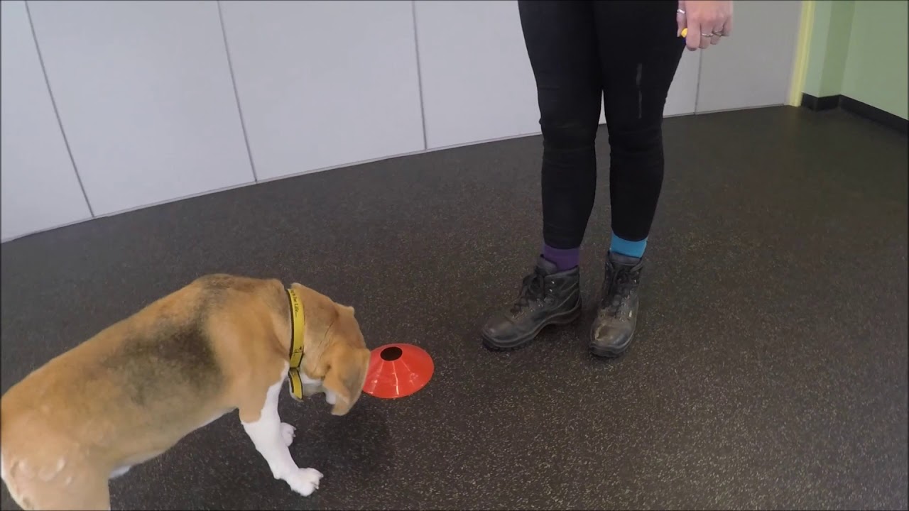 Dogs Trust Dave YouTube