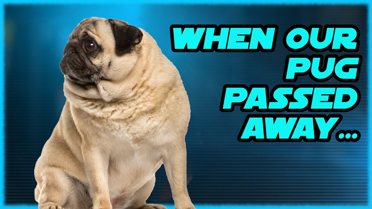 When My Pug Died. ( YouTube