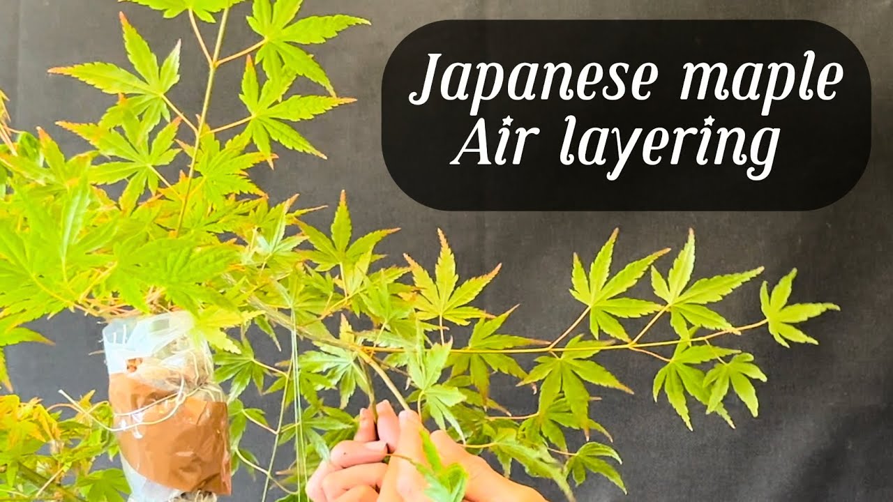 Japanese maple air layering, cascade #new #trending #bonsaiuk #bonsaiusa #bonsaijapan #japan #tree