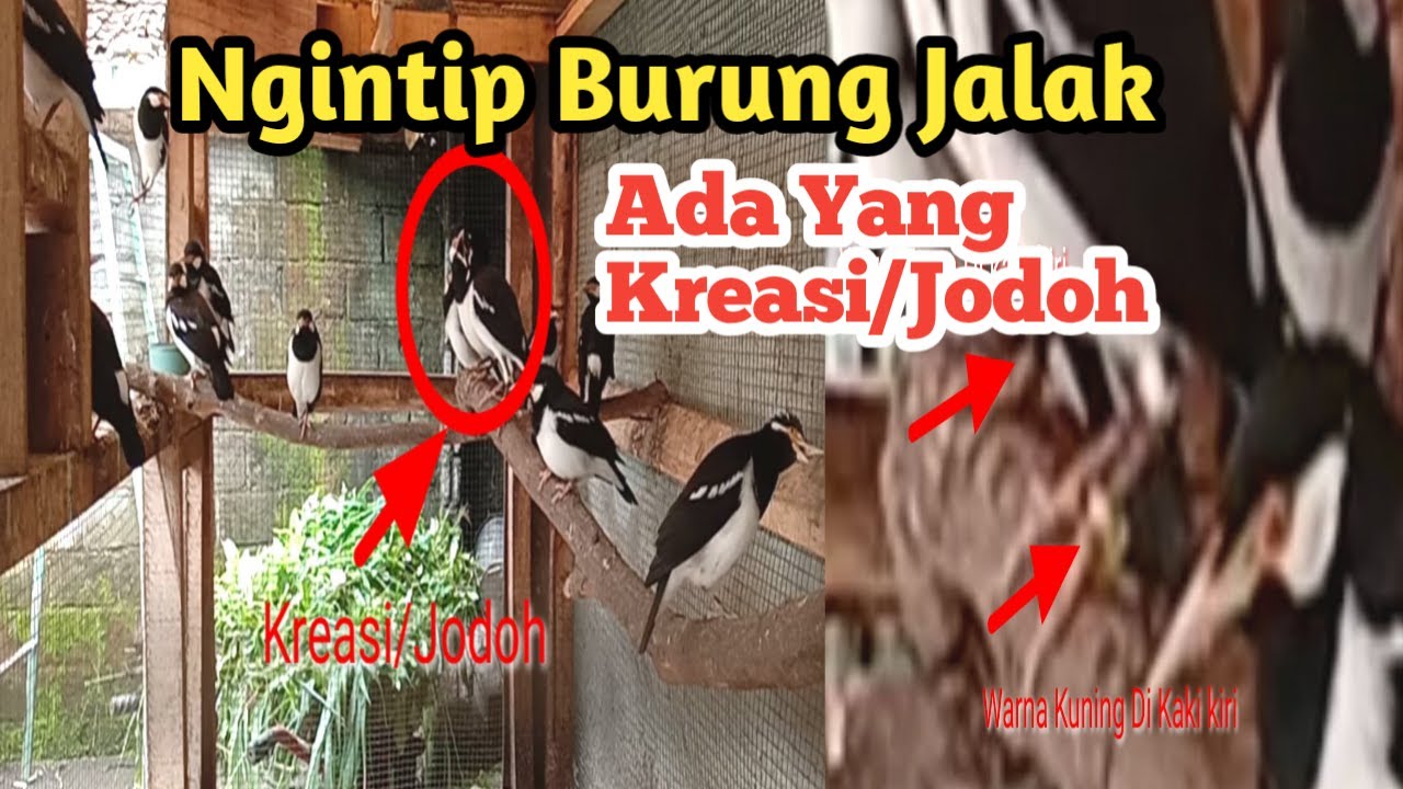 Ngintip Burung Jalak ||#su_kamdi
