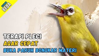 Terapi Pleci Agar Bongkar Materi Pancingan Pleci Cepat Bupa Paruh