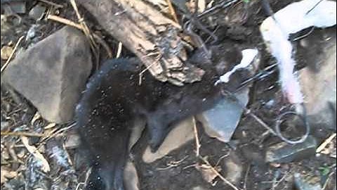 large male mink catch - mink box set