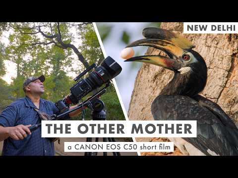 Inside New Delhi’s Extraordinary Hornbill Story | The Other Mother | Canon Cinema EOS C50