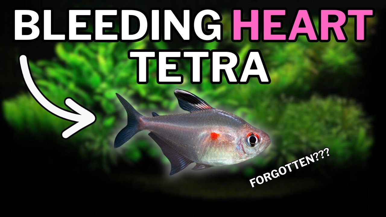 The Stunning Tetra You're Probably Overlooking