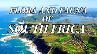 flora and fauna of  South Africa