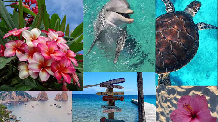 Save this playlist for summer 🐬🪸🌸🐚