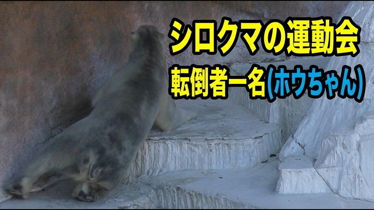 シロクマの運動会転倒者1名ホウちゃん💗【天王寺動物園】