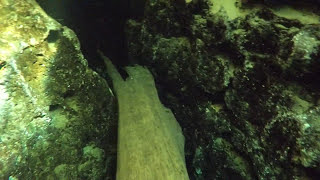 Freediving to sit on a log inside the Devil's Ear - Devils Ear Spring