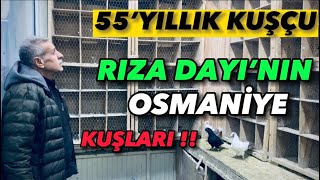 Yaş’55 OLDU AMA SEVDA İLK GÜNKİ GİBİ ! İhaleci rıza dayının. OSMANİYE GÜVERCİNİ !