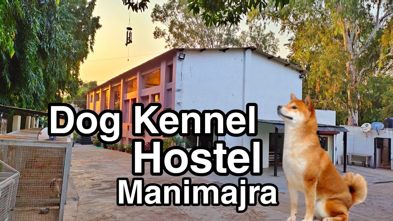 Dogs Kennel Chandigarh Dogs Kennel Dogs HostelChandigarh