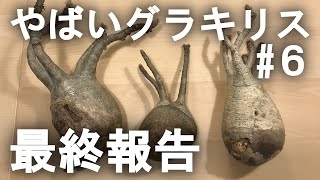 コレクション株　グラキリス4頭　ガチ株 希少の短多枝【グラキリス 発根済 2020年8月輸入 現地株】BH-C45