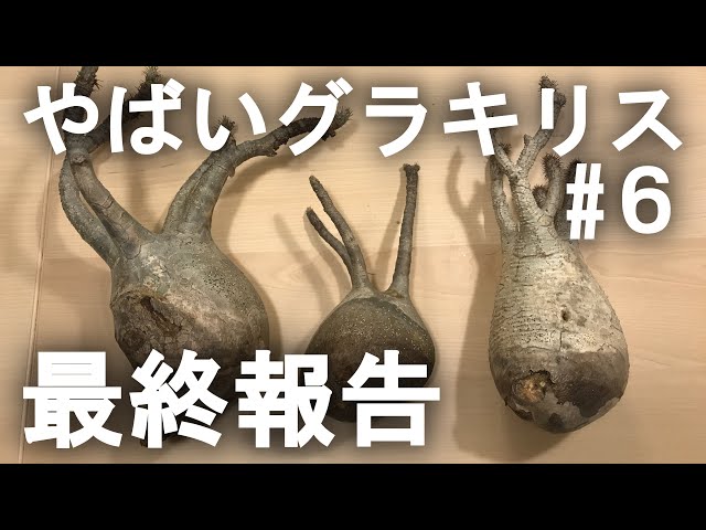 最終報告】3株5,000円のグラキリスがやばかった⑥ - YouTube