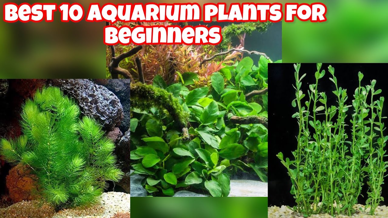 10 Best Aquatic Plants For Free For Aquarium YouTube