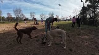 Dog Park TV Saturday at the park, where did all these dogs come from?