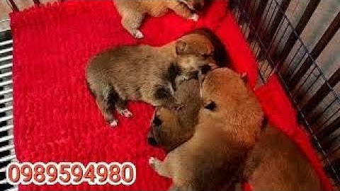 Chó shiba bao nhiêu tiền một con