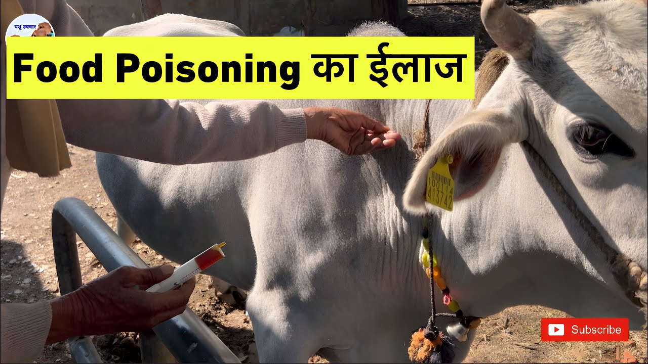 Food Poisoning का ईलाज 