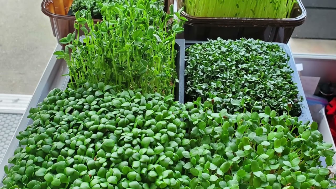 AGA Agriculture and Gardening Fair 2022