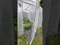 🌧️ Orage annoncé ! Tous mes plants rentrent à l’abri dans la serre 🌱