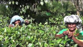 SRI LANKA - 37 - Virgin White Tea Plantation
