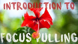 Celebrity Introduction to Focus Pulling & Rack Focusing Net Worth