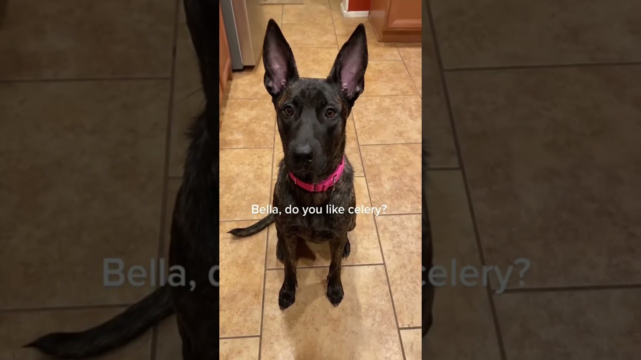 Cat steals a pen, owner can’t write 🐱✏️ 