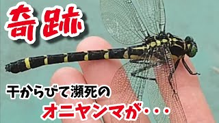 奇跡起こる 干からびて死にかけていたオニヤンマに水とエサを振る舞った結果 爆食カラス 変顔逮捕猫 逃げ姐御 悪犬 隠れ亀 0801 カラス 四つ足カルテット Youtube