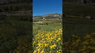 #sicilia #sicily #italia #italy #4k #travel #nature #shorts #temple #segesta #antique #paradise