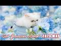 キャットグルーマーLive! 2026 MAY