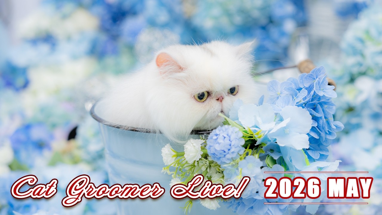 キャットグルーマーLive! 2026 MAY