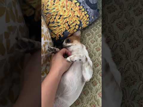 Meet my dog,