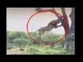 Esto Es Lo Que Pasa Cuando Un LEÓN Evoluciona. 20 Momentos INUSUALES De ANIMALES Grabados En Cámara