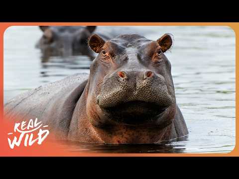 You Won't Believe What's Hiding Inside These Giants - Inside Nature's Giants