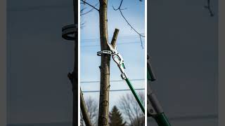 Look at This GENIUS Tree Trimming Tool! 🤯 It saves time and effort fast #gardening #tools #DIY