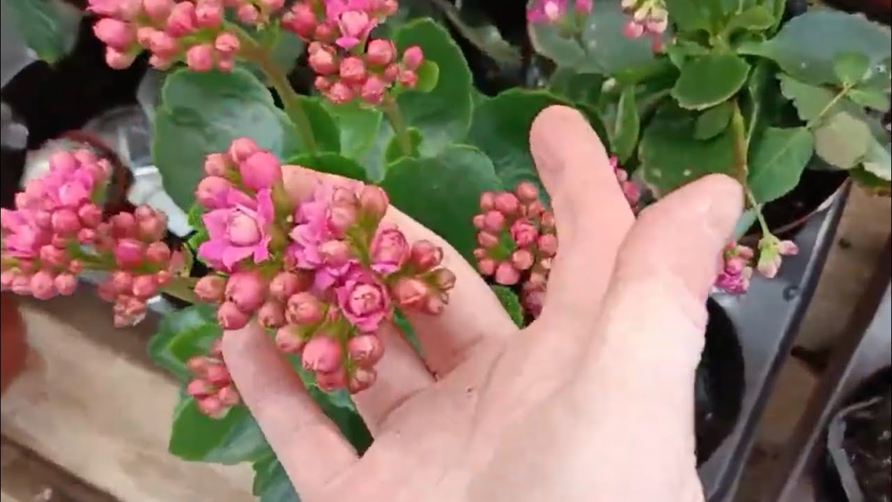 TEDİ'YE GELEN ÇİÇEKLER 🌼🏵️🌼🏵️🌼🏵️