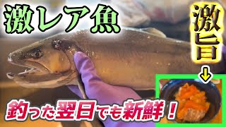 釣った魚が劇的に旨くなる絞め方で激レアな魚を食べてみた【エリアトラウト・八丁堀・管理釣り場・甲斐サーモン】／HartDesign(ハートデザイン)【Vol.417】