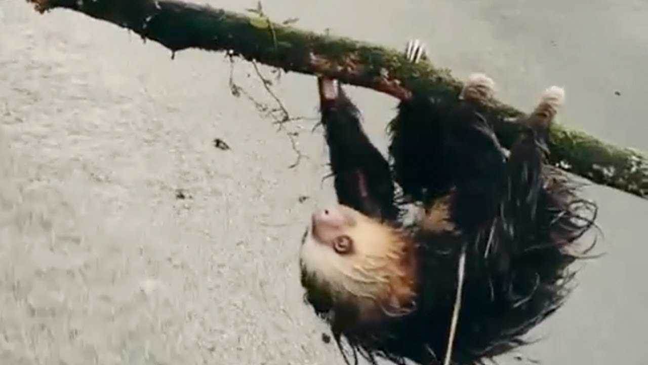 Helping Rescue Lost Sloth In Costa Rica - YouTube