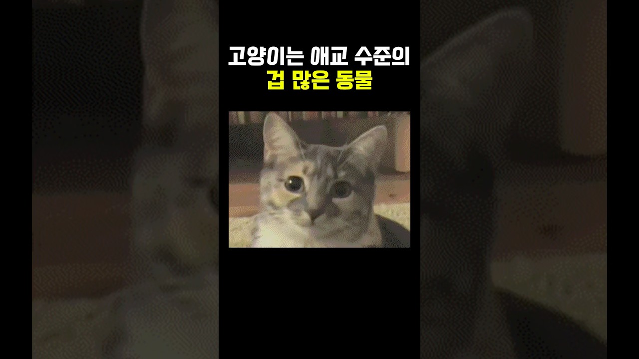 고양이 보다 겁이 많은 동물