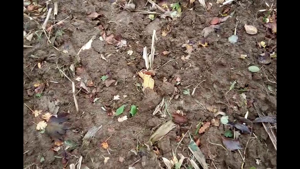 Travail du sol après récolte du maïs et terre au repos