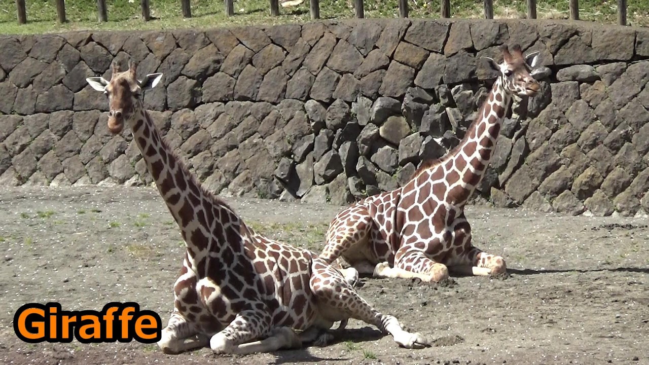 キリンの大家族 Amazing giraffe big family #240 【Cute animal