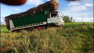 Isuzu SKW carrying sugar cane